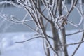 Tree branches and leaves in the snow Russian winter 2018.