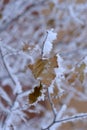 Tree branches and leaves in the snow. Russian winter 2018.