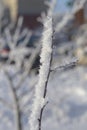 Tree branches and leaves in the snow. Russian winter 2018.