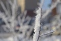 Tree branches and leaves in the snow. Russian winter 2018.