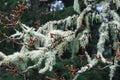 Tree branches with lichens