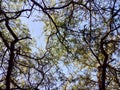 Tree branches looking up with green leaves and blue sky ny day Royalty Free Stock Photo