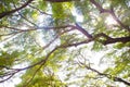 Tree branches looking up with green leaves and blue sky Royalty Free Stock Photo