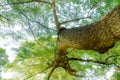 Tree branches looking up with green leaves and blue sky Royalty Free Stock Photo