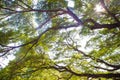 Tree branches looking up with green leaves and blue sky Royalty Free Stock Photo