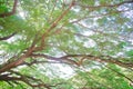 Tree branches looking up with green leaves and blue sky Royalty Free Stock Photo