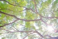 Tree branches looking up with green leaves and blue sky Royalty Free Stock Photo