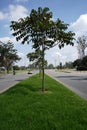 Tree with branches and medium leaves