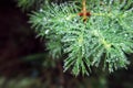 Tree branches needles water drops macro photo as the background