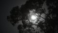 Tree branches during a night with a full moon