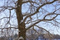 Tree branches oak without leaves against the blue sky. Snow on the branches. Frosty sunny day Royalty Free Stock Photo