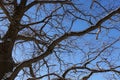 Tree branches oak without leaves against the blue sky. Snow on the branches. Frosty sunny day Royalty Free Stock Photo