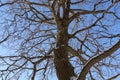 Tree branches oak without leaves against the blue sky. Snow on the branches. Frosty sunny day Royalty Free Stock Photo