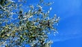 Tree branches of olive and little olives on it on a background clear blue sky Royalty Free Stock Photo