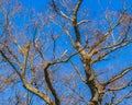 Tree Branches Over Blue Sky Royalty Free Stock Photo