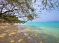 Tree branches over turquoise beach