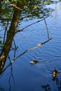 Tree branches overhanging pond with waterlillies and a mother and baby duck