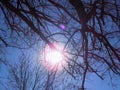 Through the tree branches Royalty Free Stock Photo