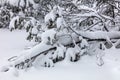 Tree branches, pine needles covered in snow. Fresh snow on ground. Royalty Free Stock Photo