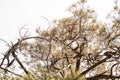 Tree branches pinus pinaster on a bright day from below Royalty Free Stock Photo