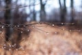 Tree branches with raindrops in the forest in cloudy weather Royalty Free Stock Photo