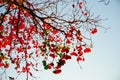 Tree branches red leafs