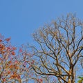 Tree branches and red leaves against a blue skies