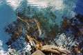 Tree Branches Reflected In Water As An Abstract Pattern Royalty Free Stock Photo