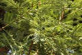 Tree branches Sequoia sempervirens close up. Sequoia is a monotypic genus of woody plants in the Cupressaceae family Royalty Free Stock Photo