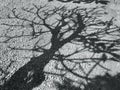 Tree branches shade and shadow in gray color on the ground Royalty Free Stock Photo