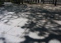 Tree branches shade and shadow in gray color on the ground Royalty Free Stock Photo