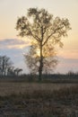 Tree branches silhouette in the countryside sunset, wintertime. Color image Royalty Free Stock Photo