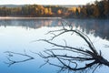 Tree branches in silhouette lying in the lake