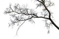 Tree branches silhouette over white background