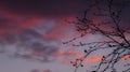 Purple Sunset Sky and Tree Silhouette Royalty Free Stock Photo