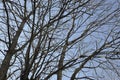 Tree branches in the sky from Sinaia resort in Romania