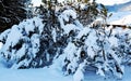 Tree branches and snow, natural background in brown hues Royalty Free Stock Photo