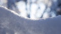 Tree branches in snow with backlight close-up, selective focus, shallow DOF