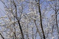 Tree branches in the snow in the city under the windows of houses in a snowy winter on a sunny day. Winter in the city. Royalty Free Stock Photo