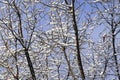 Tree branches in the snow in the city under the windows of houses in a snowy winter on a sunny day Royalty Free Stock Photo