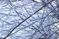 Tree branches in the snow. A tree branch in hoarfrost. Freezing day. Royalty Free Stock Photo