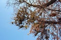 Tree branches with some dry yellow leaves and green mistletoe on blue sunny sky background Royalty Free Stock Photo