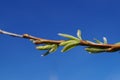 Tree branches in spring, budding buds. green, light green leaves