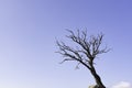 Leafless tree and sky