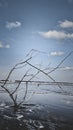 Tree branches stuck on the edge of the beach, and ready to be swept by the waves.