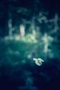 Tree branches in summer forest. Light and shadows. Summer nature details. Dark toned photo