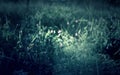 Tree branches in summer forest. Light and shadows. Summer nature details. Dark toned photo