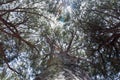 Tree branches with sunlight leaking through the sky