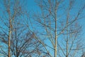 Tree branches in sunset light on blue background Royalty Free Stock Photo