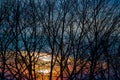 Tree branches at sunset. The sun sets and shines in the branches Royalty Free Stock Photo